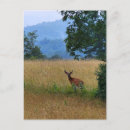 Search for buck Wildlife photography