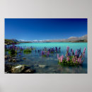 Search for lake tekapo posters Flowers