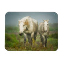 Recherche de cheval camargue magnets Superstock