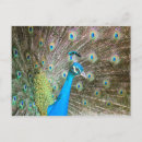 Search for peacock feathers postcards Nature