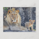 Search for big daddy postcards Lion