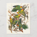 Search for john audubon postcards Animal
