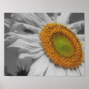 Search for colourful insect posters Nature