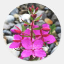 Search for fireweed stickers Wildflower