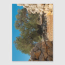 Search for olive tree cards Mediterranean