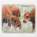 Recherche de bison tapis souris Animaux
