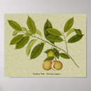 Recherche de empreinte arbre posters Nature