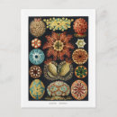 Recherche de oursin cartes postales Étoile