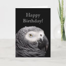 Search for african grey Photography