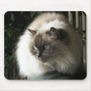 Recherche de angora tapis souris Félin