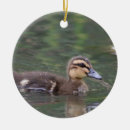 Search for duckling ornaments Ducks