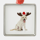 Recherche de andouillers ornements Animal