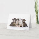 Search for four cats cards Cute