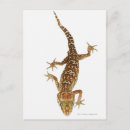 Recherche de gecko cartes postales Animal