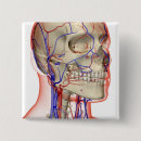 Search for human head buttons Face