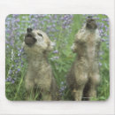 Search for howl mousepads Wildlife