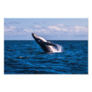Search for breaching art Wildlife