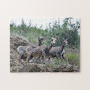 Search for rock climbing puzzles Animal