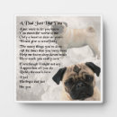 Recherche de carlin plaques Chien