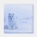 Recherche de renard arctique magnets Faune