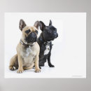 Search for obedience posters Photography