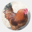 Search for red rooster stickers Farm