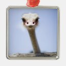 Search for looking at camera ornaments Wildlife