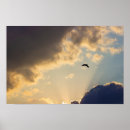 Recherche de oiseau de vol art Photographie de la faune
