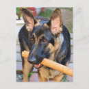 Search for postage postcards Animals