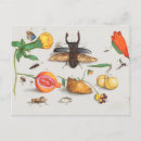 Recherche de agrumes de citron cartes postales Botanique