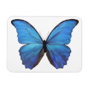 Recherche de papillon bleu magnets Morpho