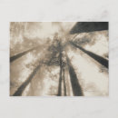 Search for northern lights pictures postcards Photography