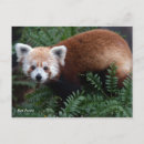 Recherche de panda rouge cartes postales Sauvage