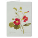 Recherche de nasturce Illustration