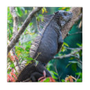 Recherche de lézard carreaux Mignon