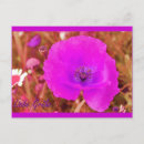 Search for mohn postcards Blume