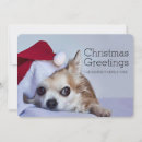 Search for new zealand christmas cards Photography
