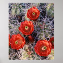 Search for danita delimont posters Backcountry