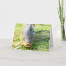 Search for carp fishing cards Nature