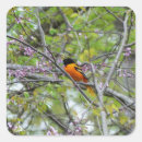 Search for baltimore stickers Nature