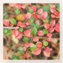 Search for bushes barware Nature