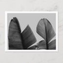 Recherche de bananier cartes postales Paysage