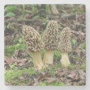 Recherche de champignons dessous de verres Sauvage
