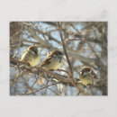 Recherche de épervier cartes postales Hiver