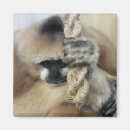 Search for ap magnets Primates