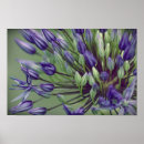 Search for allium art Botanical