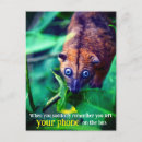 Search for funny possum postcards Wildlife