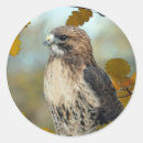 Search for red tailed hawk stickers Wildlife