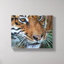 Recherche de tête tigre posters Félin