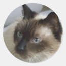 Search for litter box stickers Kitty